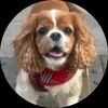 shandymcduff